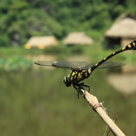 Ninh Binh Valley Homestay Kültér fotó